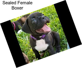 Sealed Female Boxer