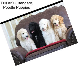 Full AKC Standard Poodle Puppies