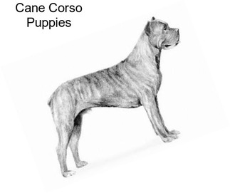 Cane Corso Herding Dogs For Sale In New Jersey Agriseekcom