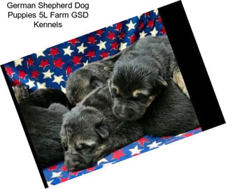 German Shepherd Dog Puppies \