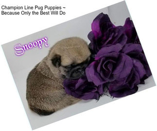 Champion Line Pug Puppies ~ Because Only the Best Will Do