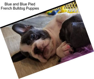 Blue and Blue Pied French Bulldog Puppies