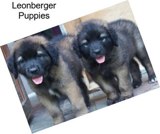 Leonberger Puppies