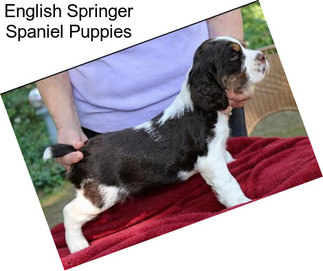 English Springer Spaniel Puppies