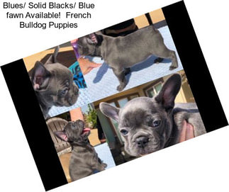 Blues/ Solid Blacks/ Blue fawn Available!  French Bulldog Puppies