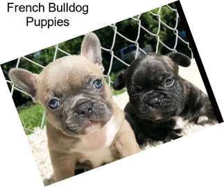 French Bulldog Puppies