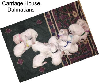 Carriage House Dalmatians