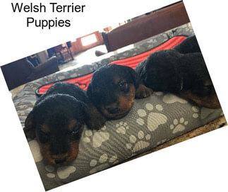 Welsh Terrier Puppies