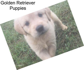 Golden Retriever Puppies