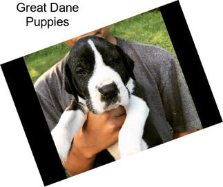 Great Dane Puppies