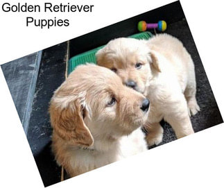 Golden Retriever Puppies