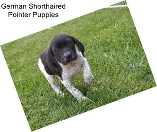 German Shorthaired Pointer Puppies