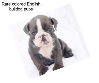 Rare colored English bulldog pups