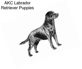 AKC Labrador Retriever Puppies