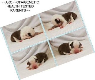 ~~AKC~~OFA/GENETIC HEALTH TESTED PARENTS~~