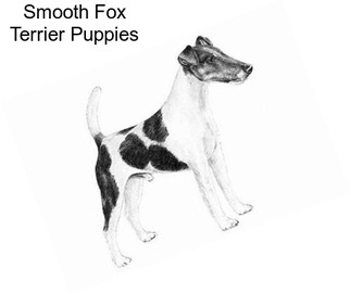 Smooth Fox Terrier Puppies