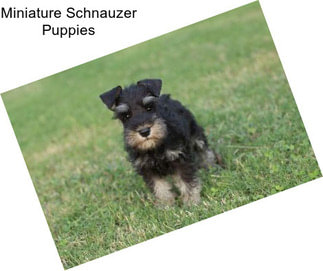 Miniature Schnauzer Puppies