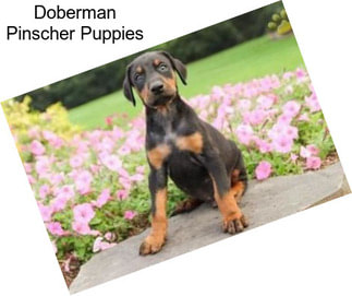 Doberman Pinscher Puppies