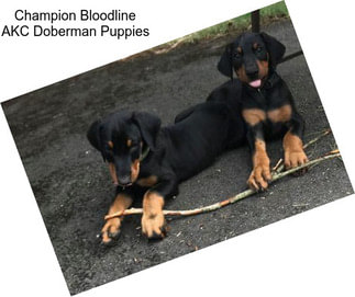 Champion Bloodline AKC Doberman Puppies