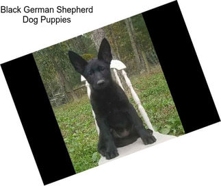 Black German Shepherd Dog Puppies