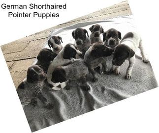 German Shorthaired Pointer Puppies