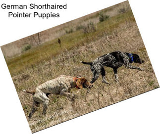 German Shorthaired Pointer Puppies