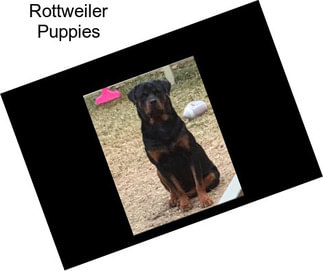 Rottweiler Puppies