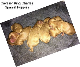 Cavalier King Charles Spaniel Puppies