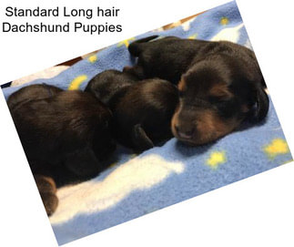 Standard Long hair Dachshund Puppies