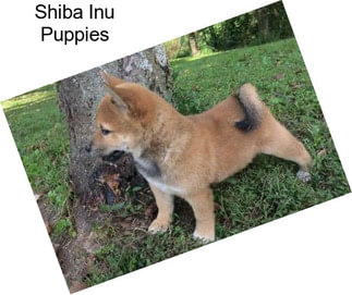 Shiba Inu Puppies