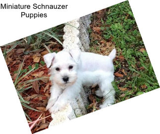 Miniature Schnauzer Puppies