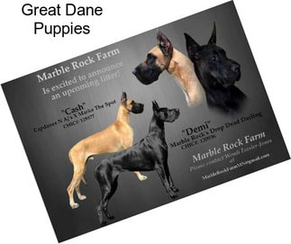 Great Dane Puppies