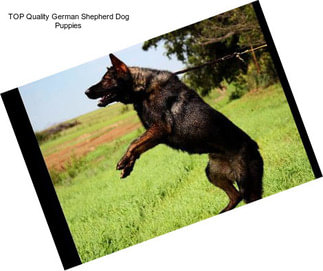 TOP Quality German Shepherd Dog Puppies