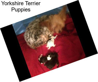 Yorkshire Terrier Puppies