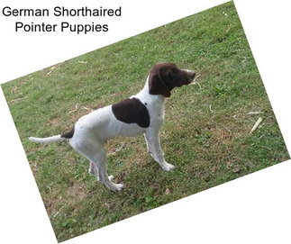 German Shorthaired Pointer Puppies