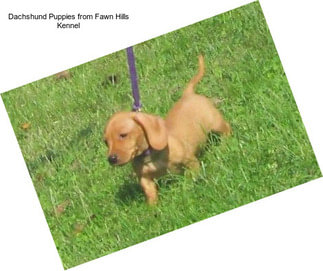 Dachshund Puppies from Fawn Hills Kennel