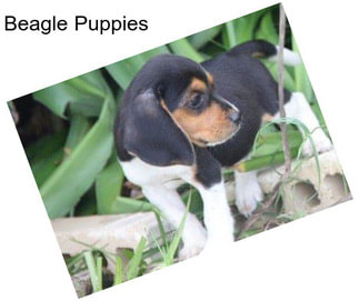 Beagle Puppies