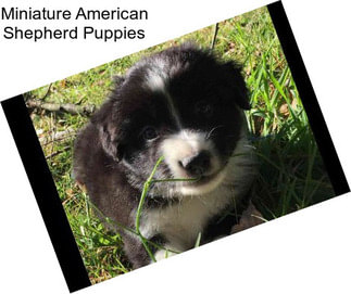 Miniature American Shepherd Puppies