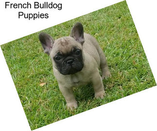 French Bulldog Puppies