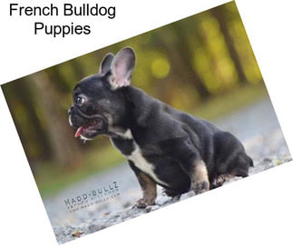 French Bulldog Puppies