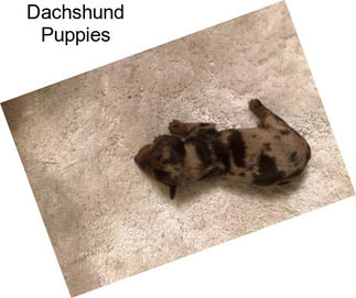 Dachshund Puppies