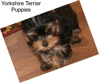 Yorkshire Terrier Puppies