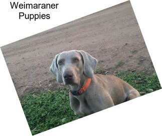 Weimaraner Puppies