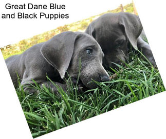 Great Dane Blue and Black Puppies