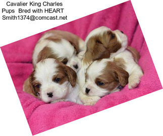 Cavalier King Charles Pups  \