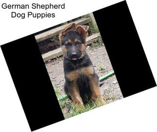 German Shepherd Dog Puppies