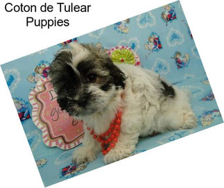 Coton de Tulear Puppies