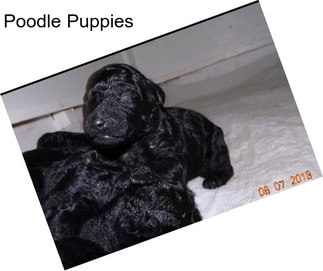 Poodle Puppies