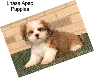 Lhasa Apso Puppies