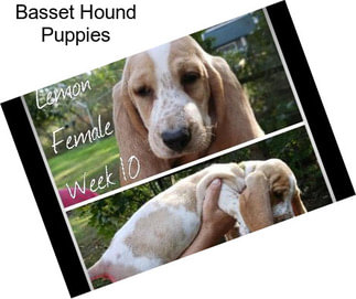 Basset Hound Puppies